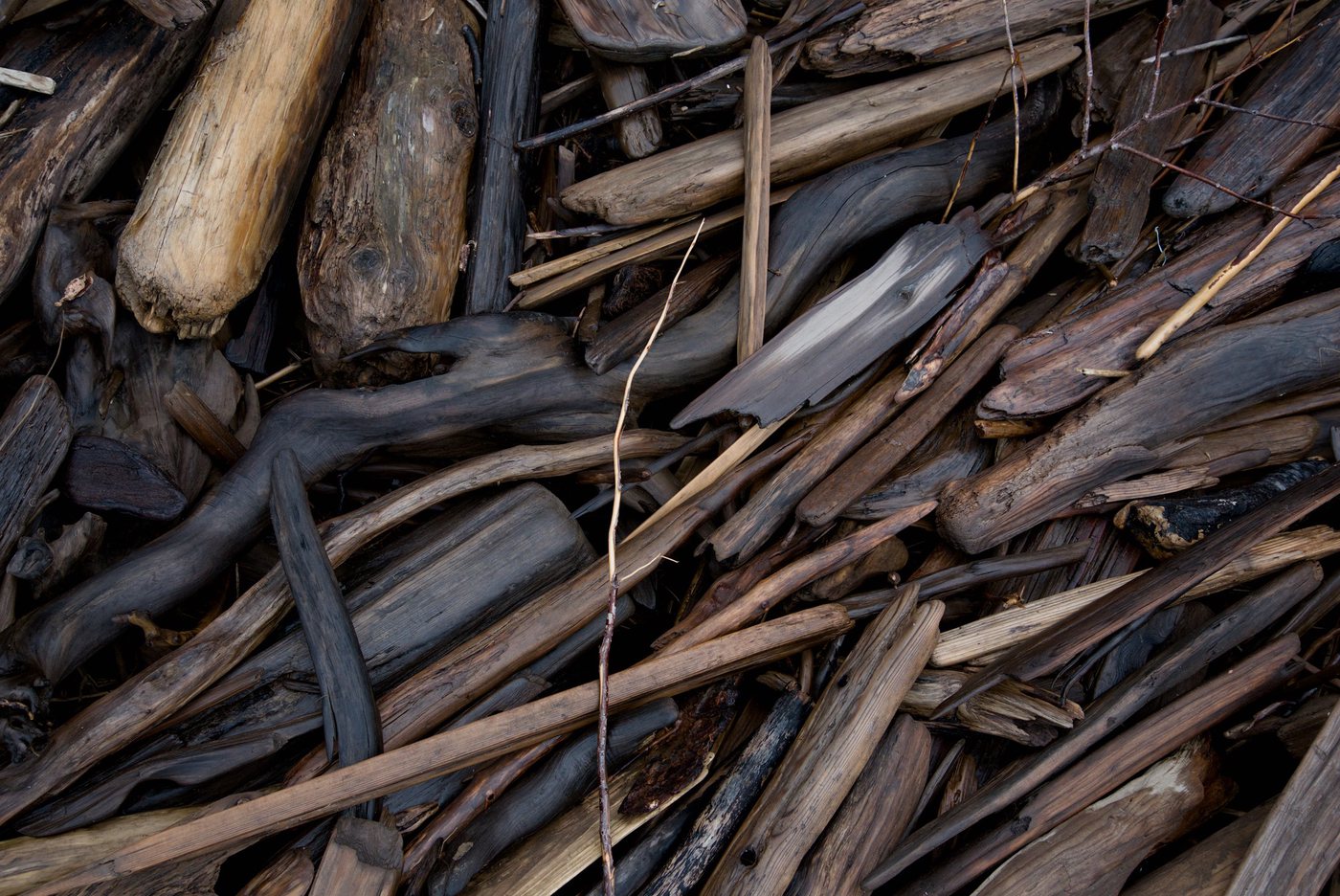 A dense tangle of bleached and blackened driftwood filling the frame, one pale reed standing upright through it