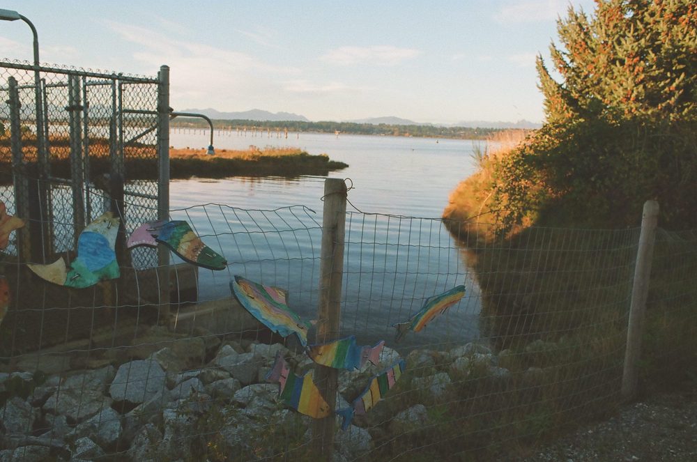 Wooden salmon cut-outs painted by schoolchildren wired to a fence above still water at golden hour
